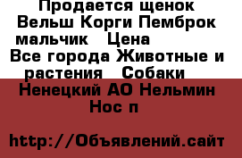 Продается щенок Вельш Корги Пемброк мальчик › Цена ­ 65 000 - Все города Животные и растения » Собаки   . Ненецкий АО,Нельмин Нос п.
